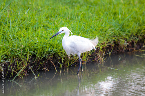 White egret bird walking in the lake water. © Phongsak