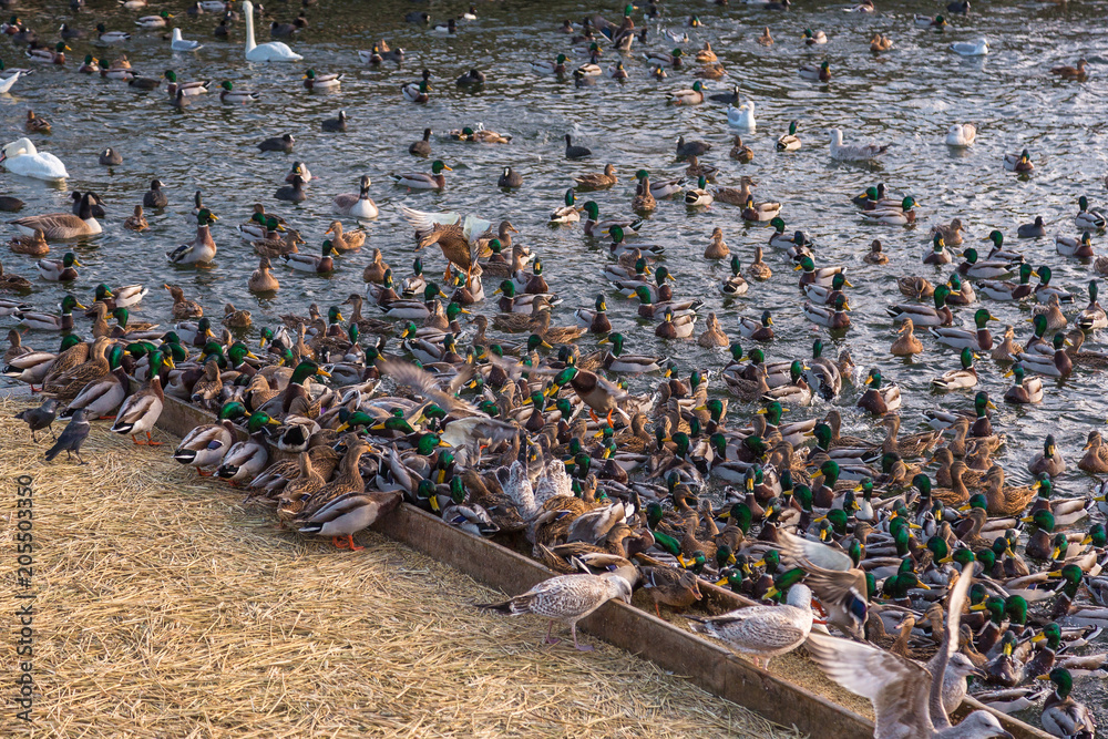 Obraz premium ducks and swans in river