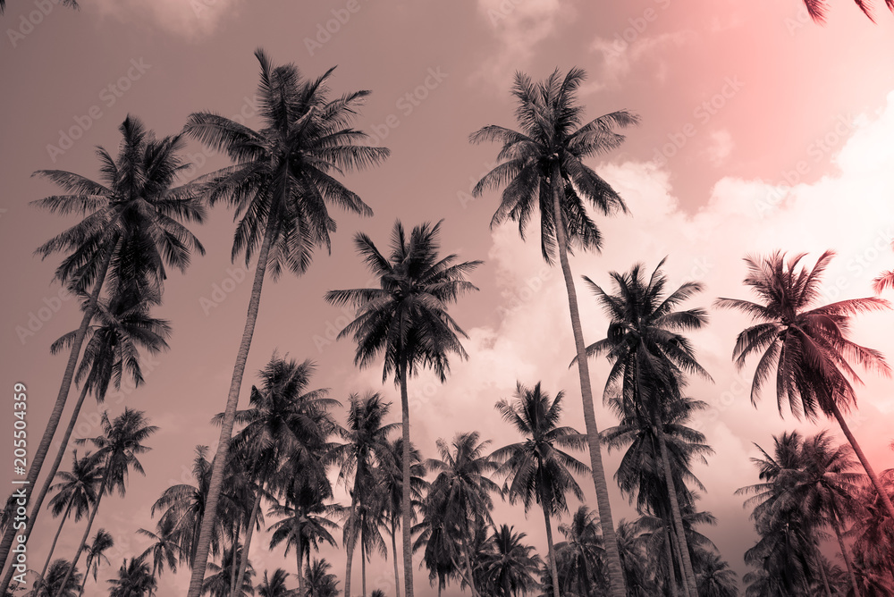 Coconut palm trees - Tropical summer breeze holiday, Light leak effect