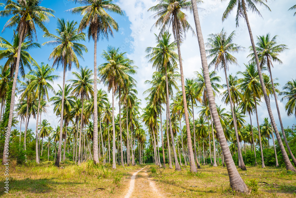 Coconut palm trees in sunny day with blue sky - Tropical summer breeze holiday