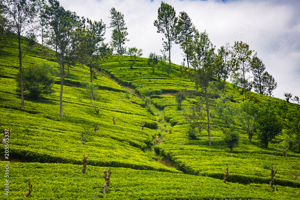 Obraz premium Tea plantation