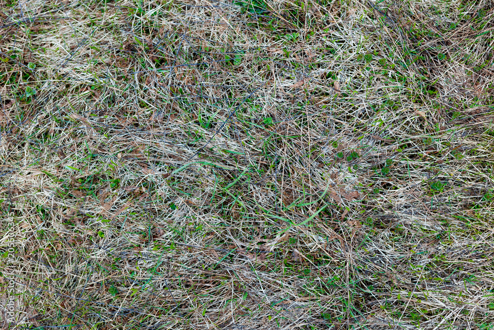 the old spring grass top view texture the old spring grass top view texture