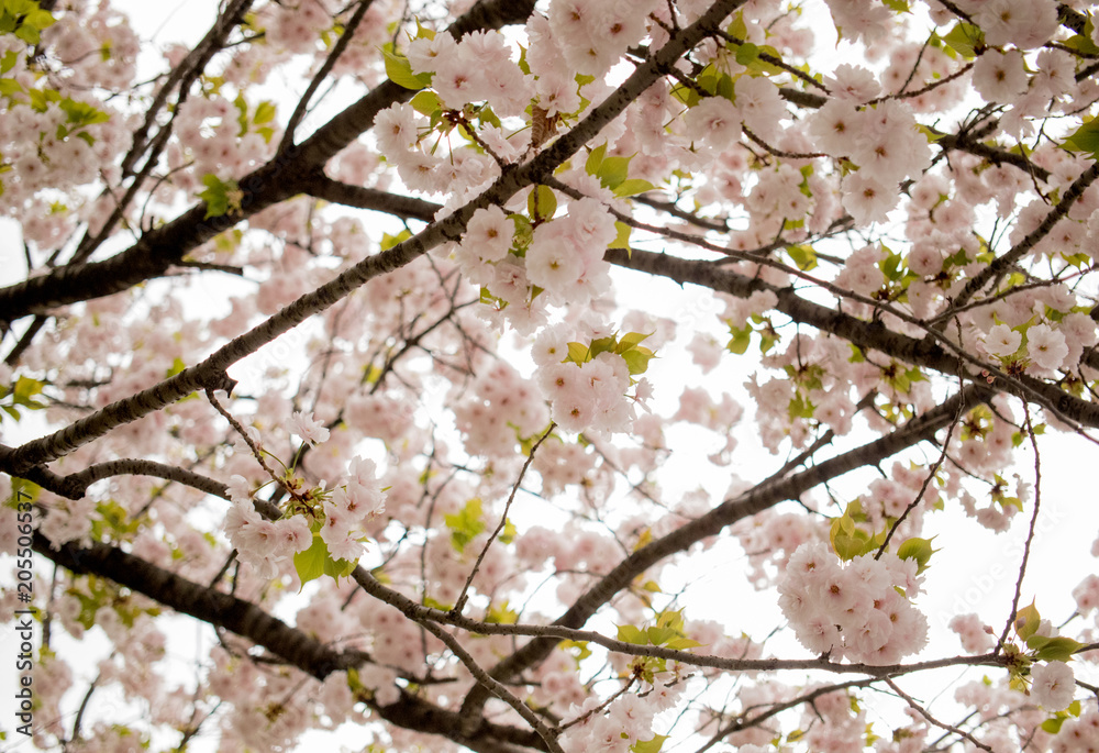 anami flowers