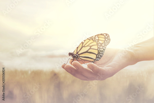 sweet encounter between a human hand and a butterfly