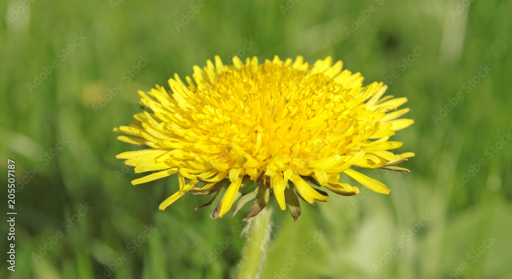 dandelion against a background of green grass dandelion against a background of green grass