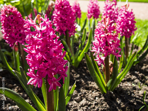Hyacinths bloom in the spring in the Park