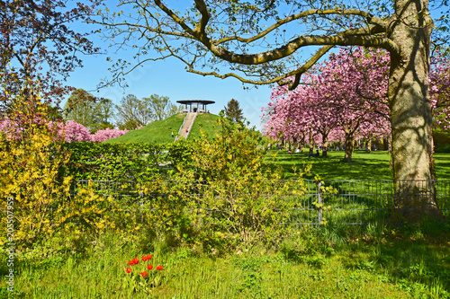 Bild auf Leinwand View to the Otto Lilienthal monument in Berlin with sweet almond trees (Prunus