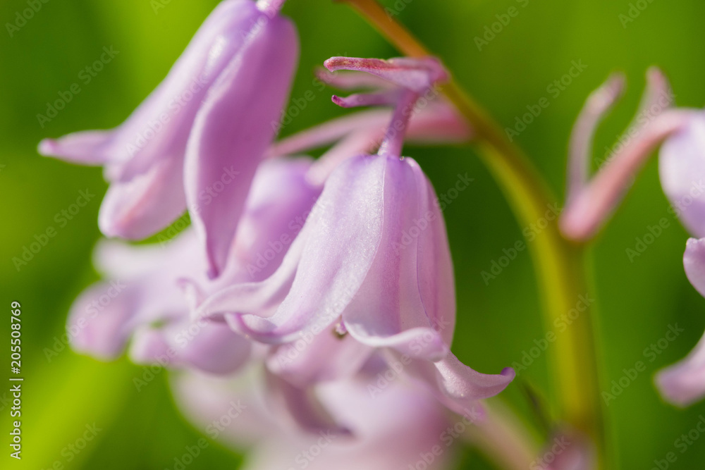 Purple Harebell Flowers, Campanula rotundifolia, closeup on green natural background, selective focus. Purple Harebell Flowers, Campanula rotundifolia, closeup on green natural background, selective focus.