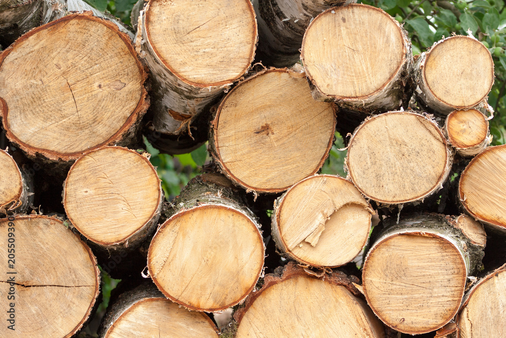 bought meters of birch tree. Stacked tree forming a background