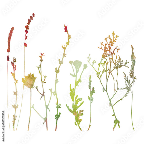 Meadow grasses, herbs and flowers outlines in watercolor style.