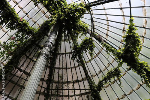 Invernadero con plantas trepadoras