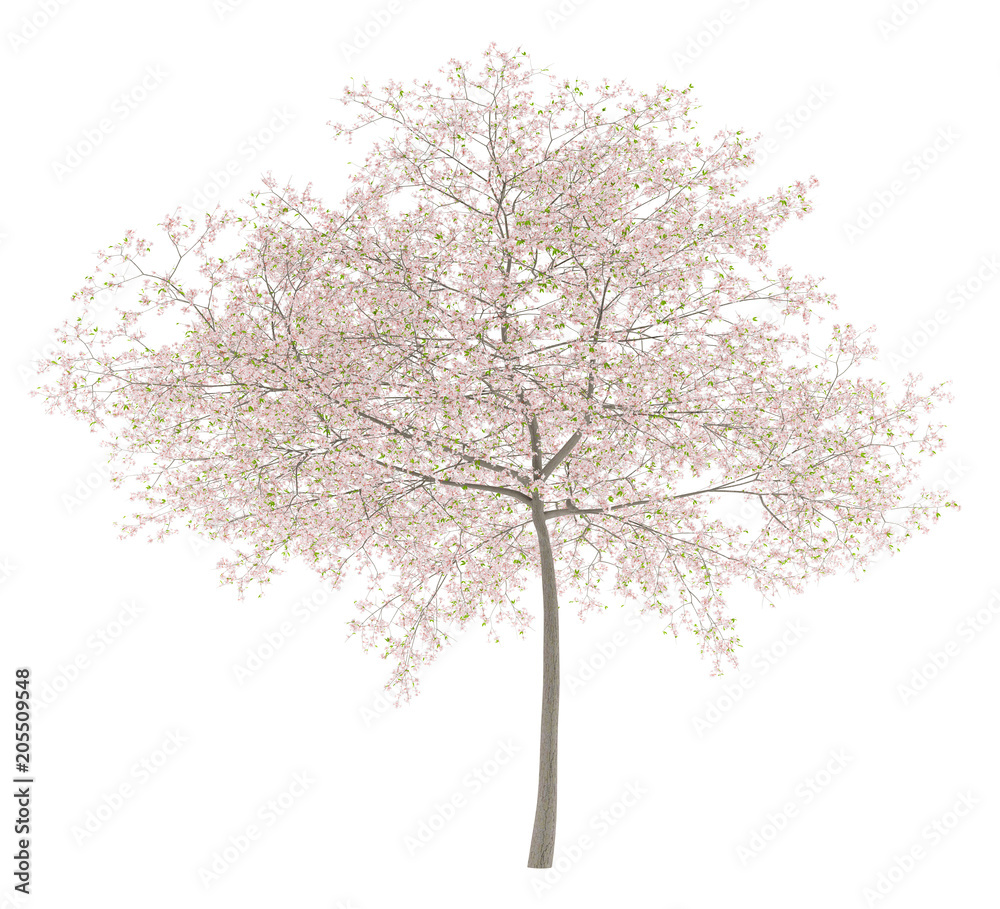 Naklejka premium flowering cherry tree isolated on white background