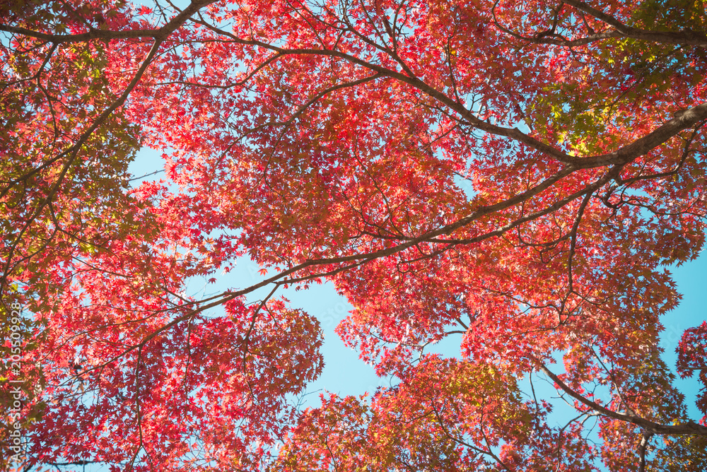 Red leaves autumn season background, tokyo Japan