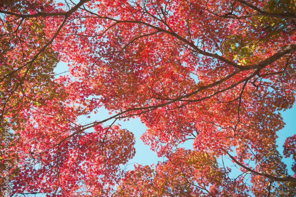 Red leaves autumn season background, tokyo Japan Red leaves autumn season background, tokyo Japan