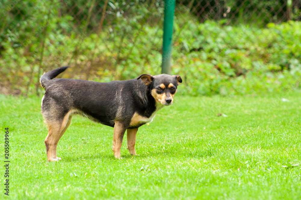 a dark dog standing on the grass and looking at the camera a dark dog standing on the grass and looking at the camera