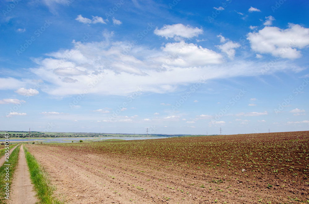 field with young shoots of a sunflower under a beautiful sky