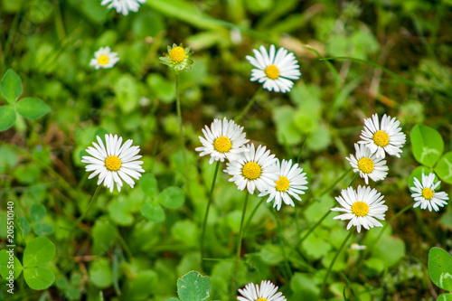 full  white daisies growing in green grass