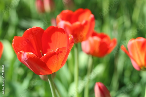 Red flowers of tulips with green foliage