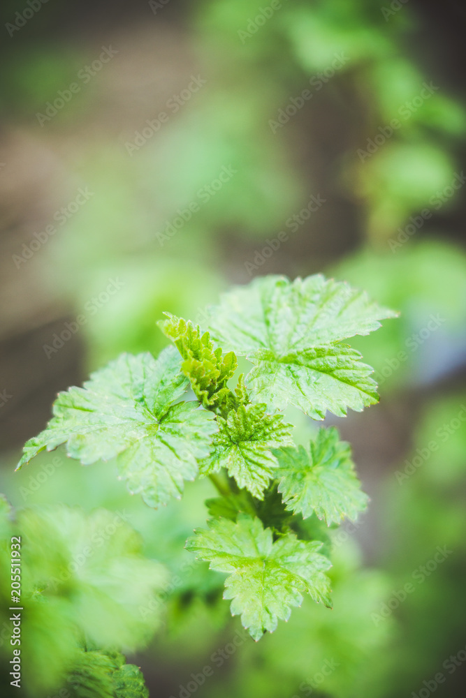 Fototapeta premium Branches with new leaves in the garden. Selective focus.