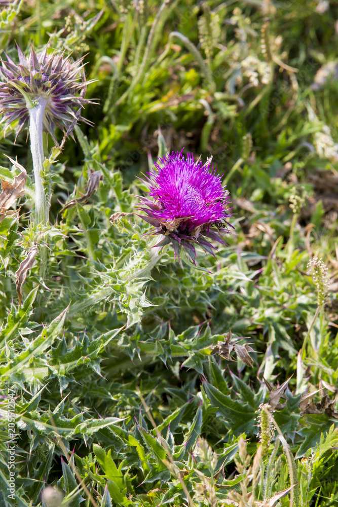 Fleur de chardon Fleur de chardon