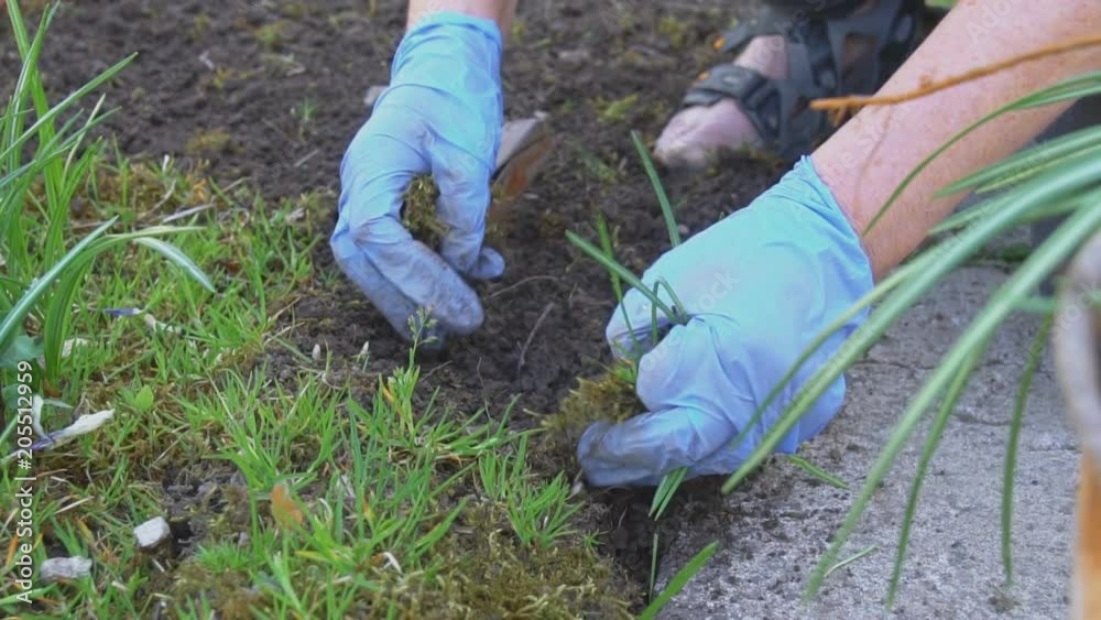 Woman in gloves removing weeds from garden. Woman in gloves removing weeds from garden.