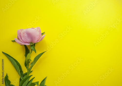 Fototapeta Naklejka Na Ścianę i Meble -  Pink peony on yellow background.