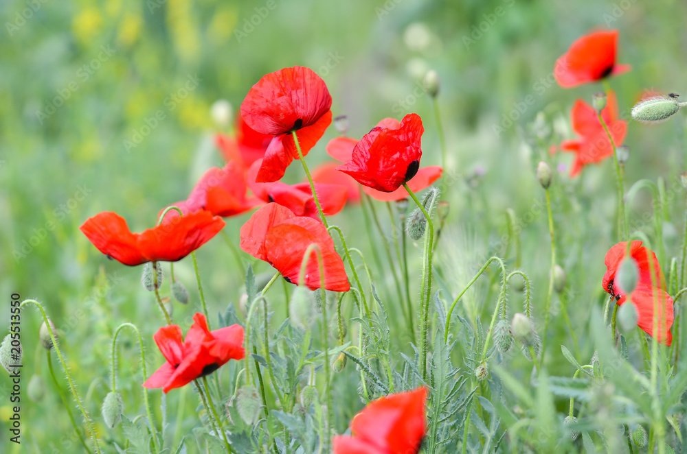 Obraz premium Field of poppy flowers on a windy day