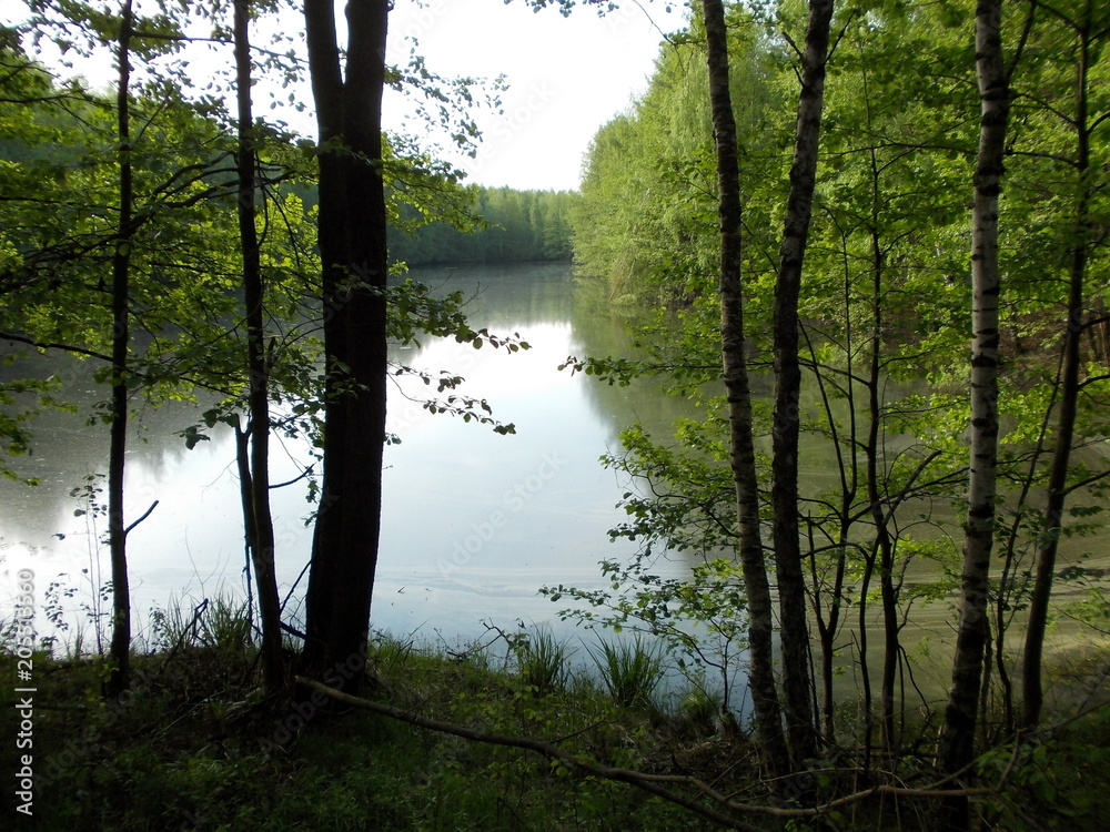 Obraz premium Утро в лесу