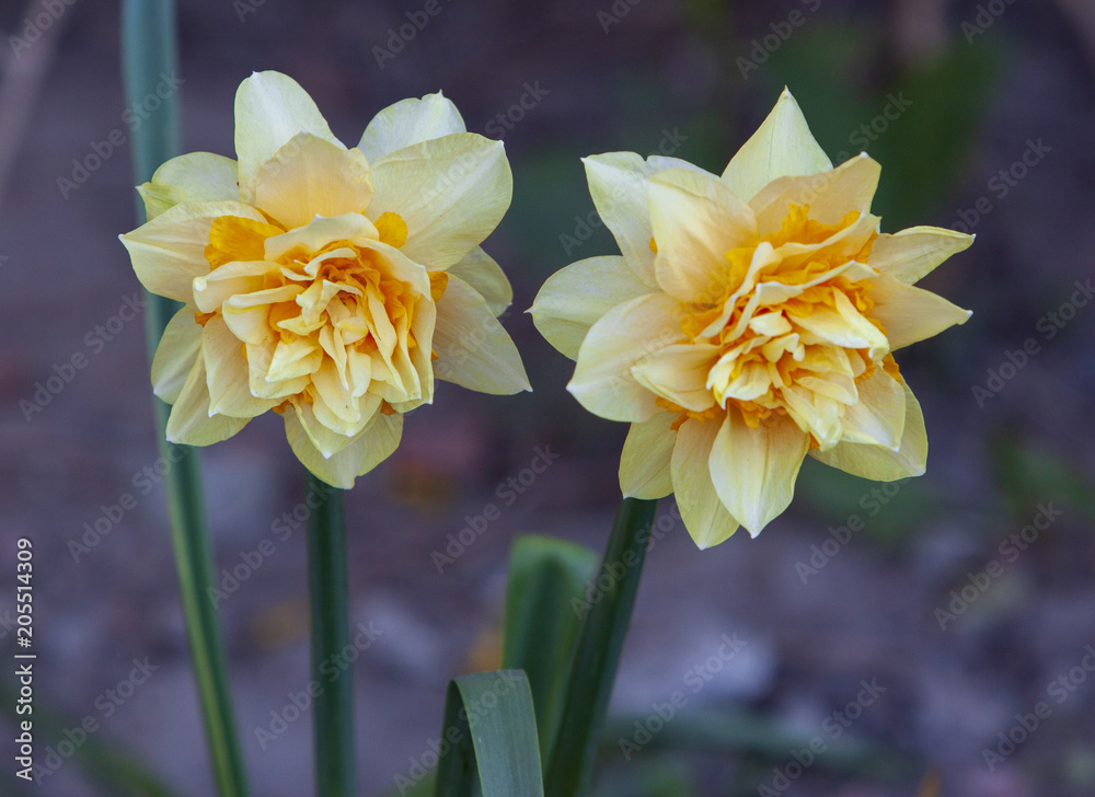 Nice flowers Nice flowers