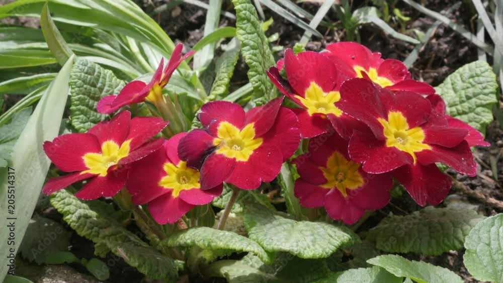 Primrose Primula acaulis flower blossom video Primrose Primula acaulis flower blossom video