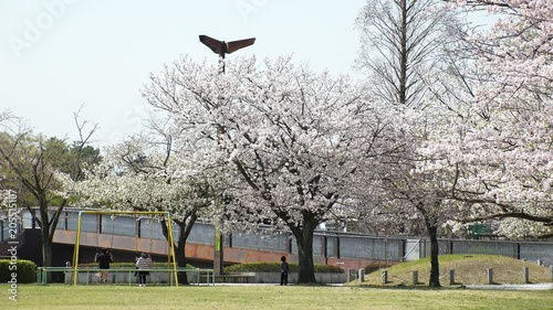 TAMA CITY,  TOKYO,  JAPAN - CIRCA APRIL 2018 : Scenery of CHERRY BLOSSOM in RESIDENTIAL AREA at TAMA CITY area. photo