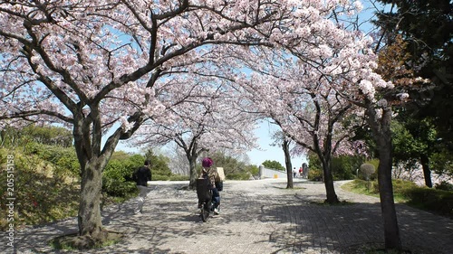 TAMA CITY,  TOKYO,  JAPAN - CIRCA APRIL 2018 : Scenery of CHERRY BLOSSOM in RESIDENTIAL AREA at TAMA CITY area. photo