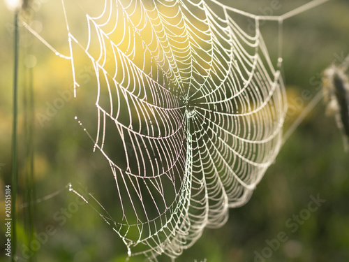 Web on the background of sunlight; close-up, toned blurred photo,