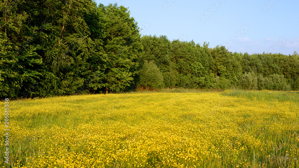 Sunny field with buttercups and wildflowers, trees and blue sky