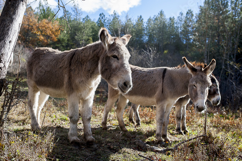 Plusieurs ânes dans la nature photo