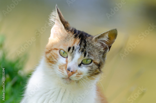 Stray cat looking at the camera.