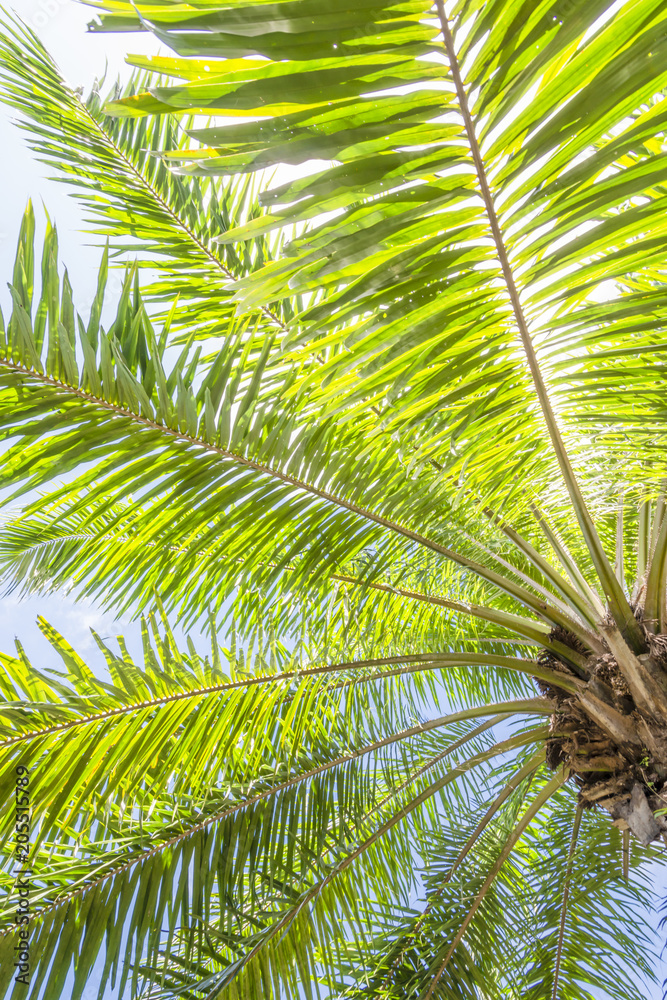 palms at beuatiful shiny blue sky background