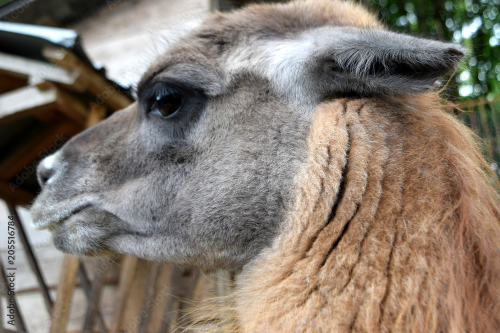 Naklejka premium wild lama in the zoo