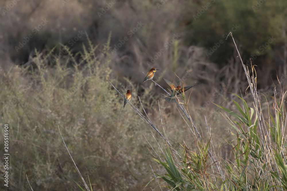 bee-eater, Meropidae resting in a bush and in flight above a garden in cyprus. bee-eater, Meropidae resting in a bush and in flight above a garden in cyprus.