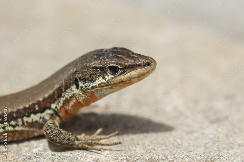 Troodos Lizard, Phoenicolacerta troodica, resting on the ground and on a branch in a garden on cyprus during may. Troodos Lizard, Phoenicolacerta troodica, resting on the ground and on a branch in a garden on cyprus during may.