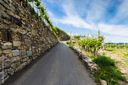 Rural road between vineyards in Wachau valley. Austria. photo