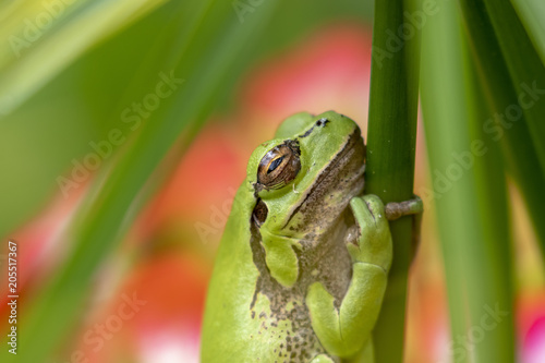 european green tree frog, Hyla arborea, resting by day, croaking by night in the wild in a cyprus garden.