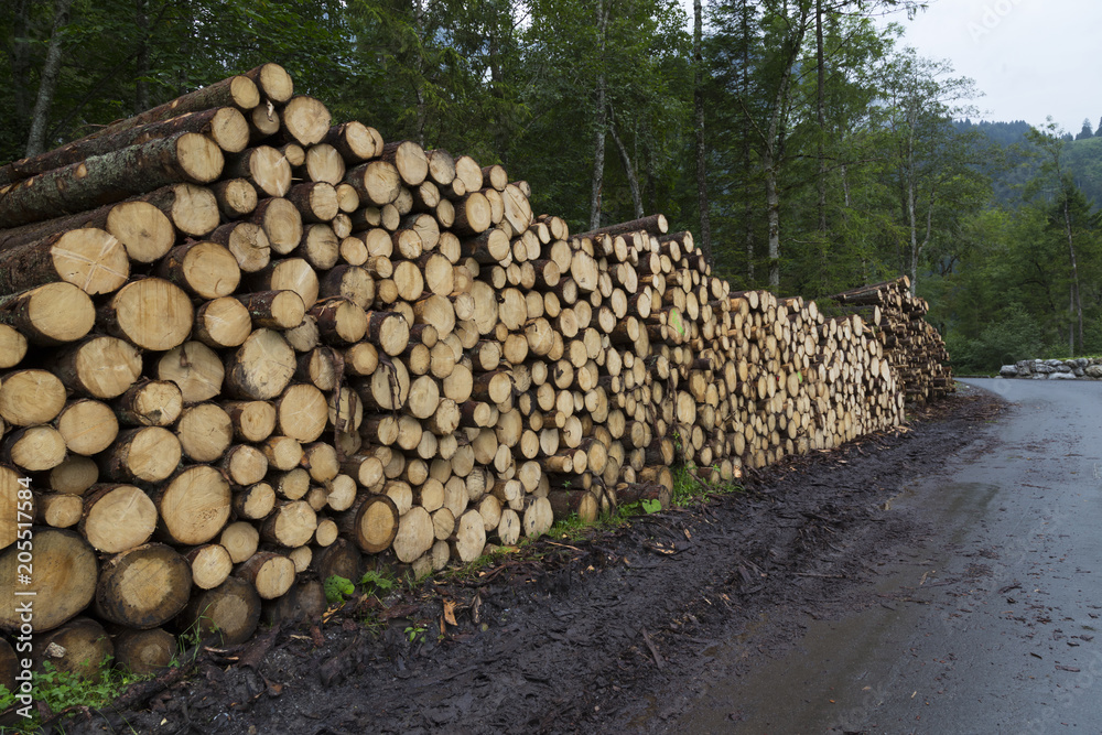 stack of round timber wood in forest. woodpile