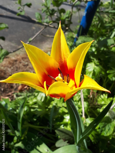 Tulpe