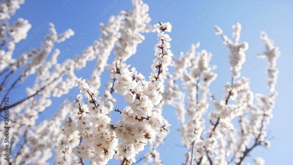 Apricot tree blossom Apricot tree blossom