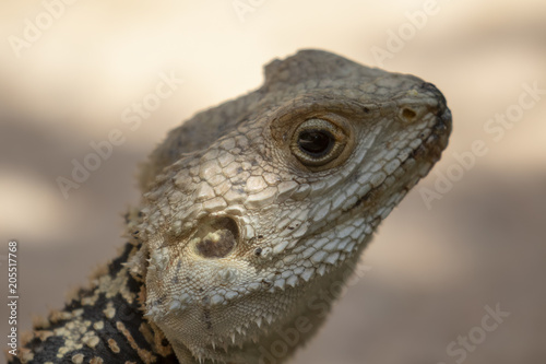 starred agama  Stellagama stellio within a cyprus garden standing alert and finding prey.