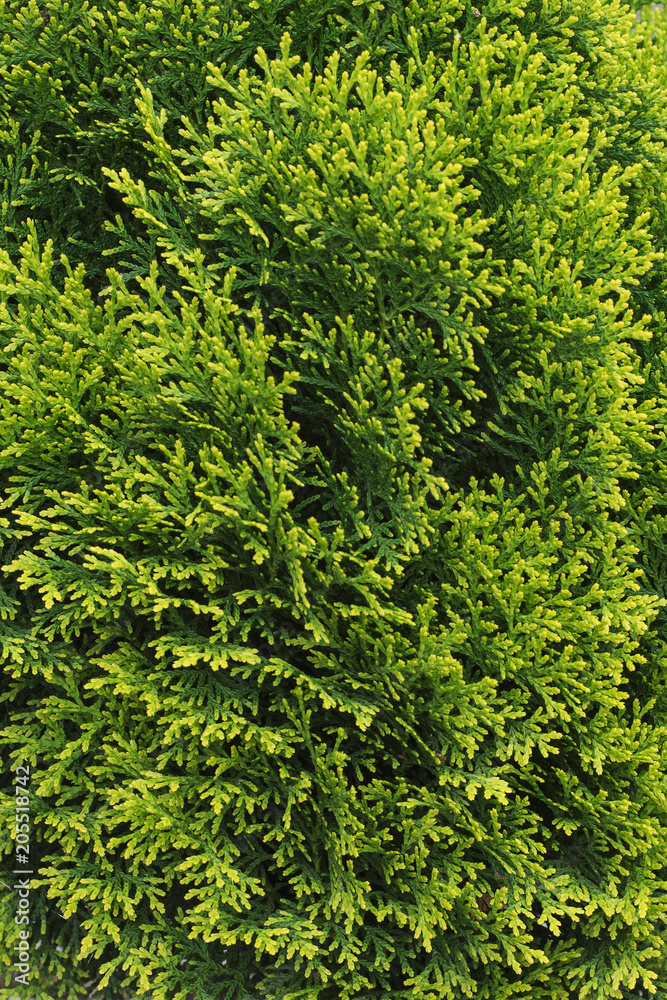 green plant texture green plant texture