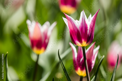 Tulip festival Ottawa Canada 2018. photo