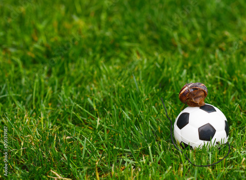 snail on a football on a green field © orlovphoto