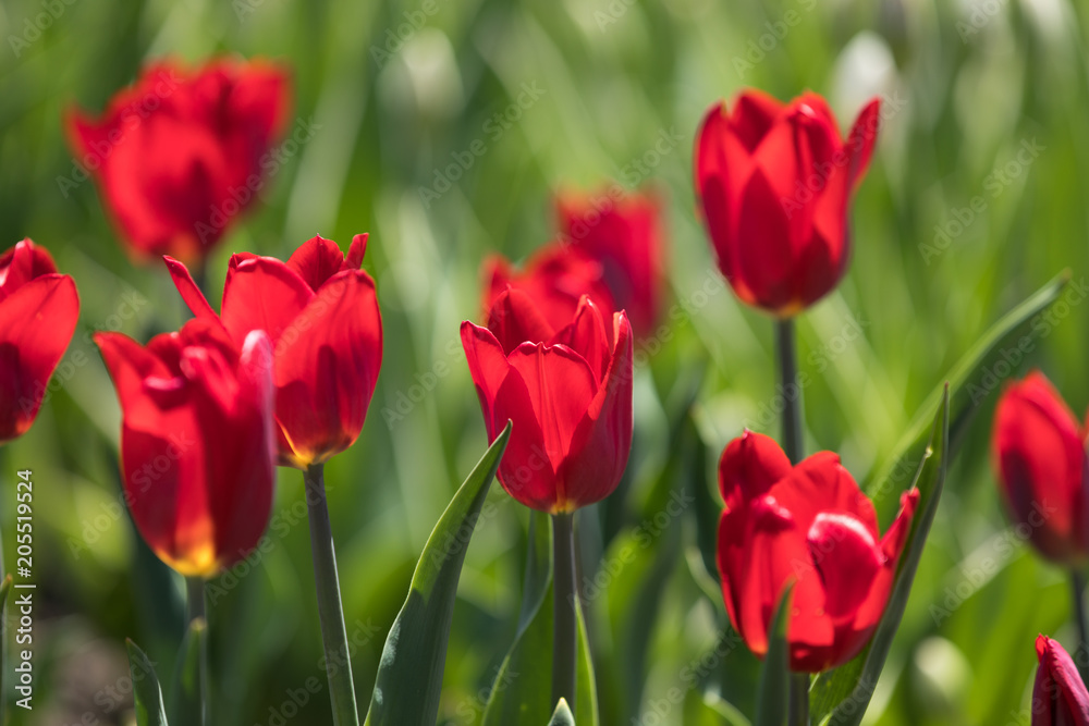 Tulip festival Ottawa Canada 2018. Tulip festival Ottawa Canada 2018.